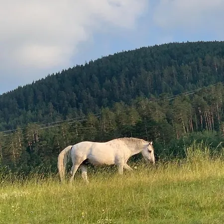 Ng Tornik *